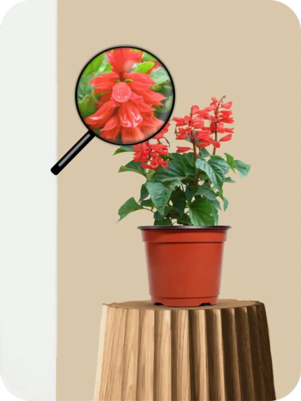 Scarlet Saga Plant - Image 3