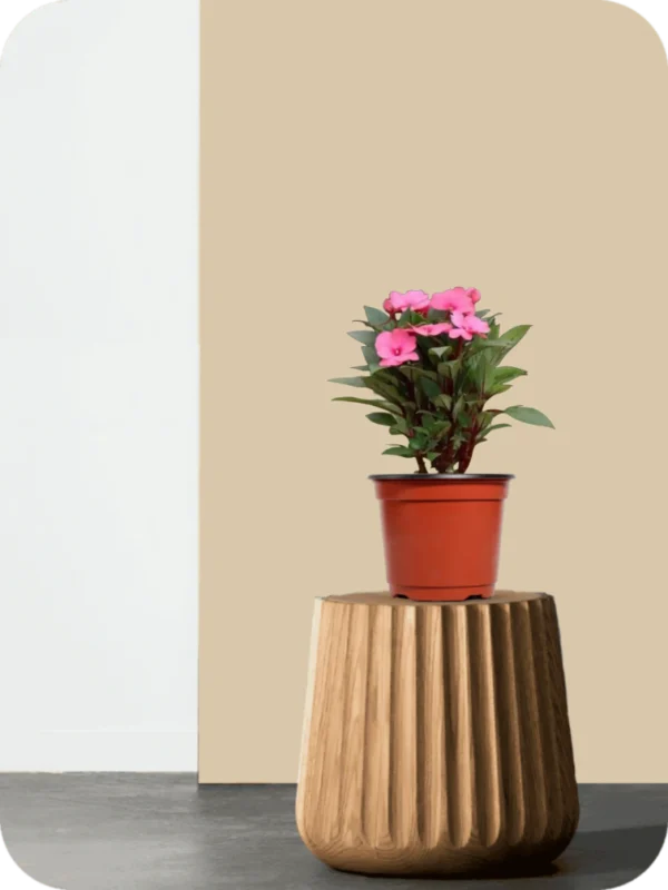 Impatiens Hawkeri Plant - Image 2