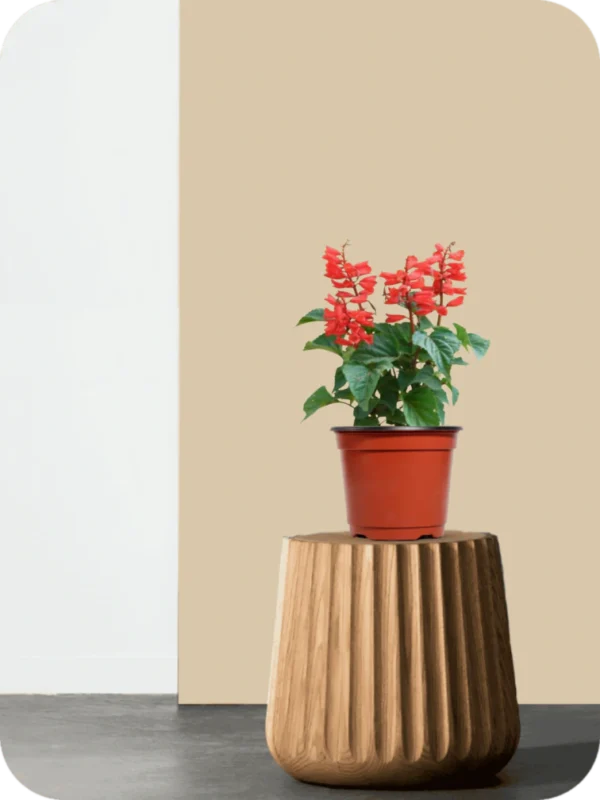 Scarlet Saga Plant - Image 2