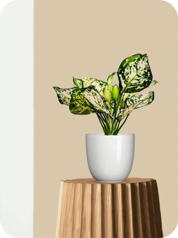 Aglaonema Eileen Plant
