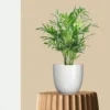 Bamboo Palm Plant