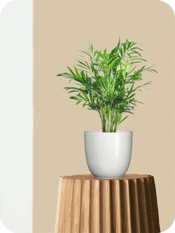 Bamboo Palm Plant