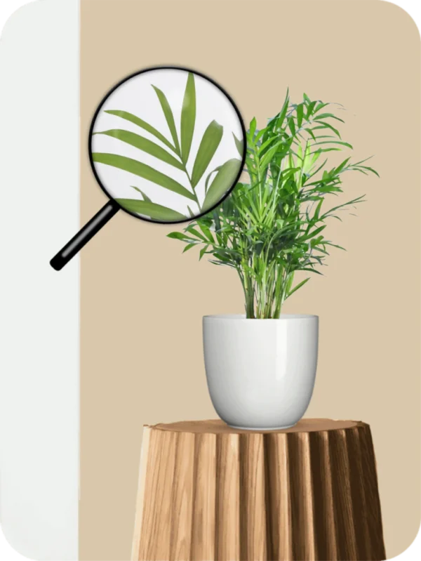 Bamboo Palm Plant - Image 3