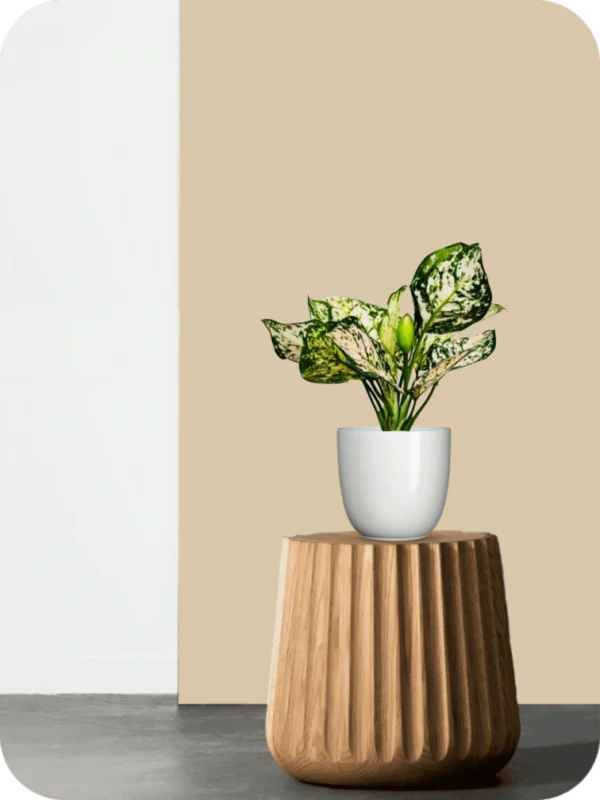 Aglaonema Eileen Plant - Image 2