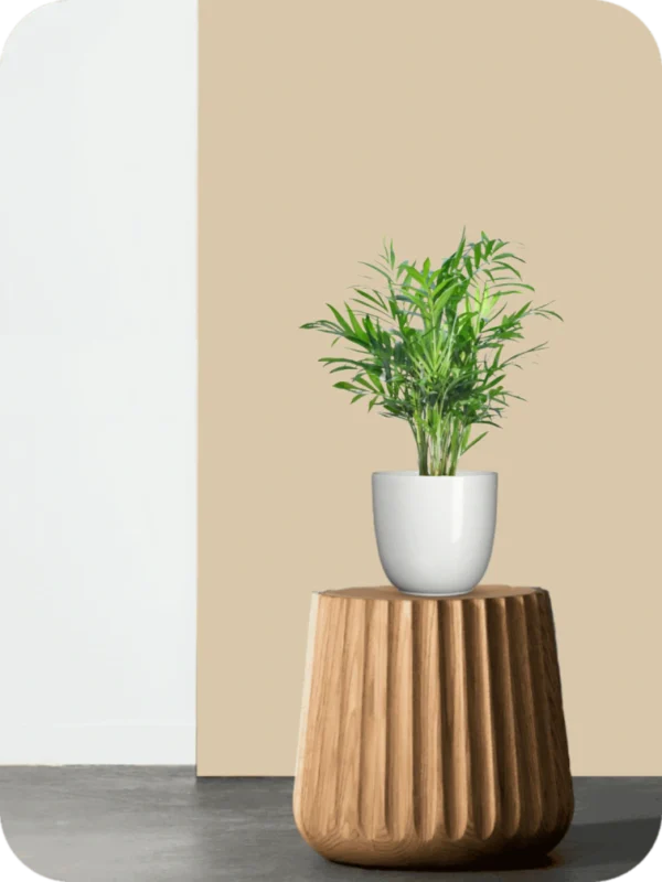 Bamboo Palm Plant - Image 2