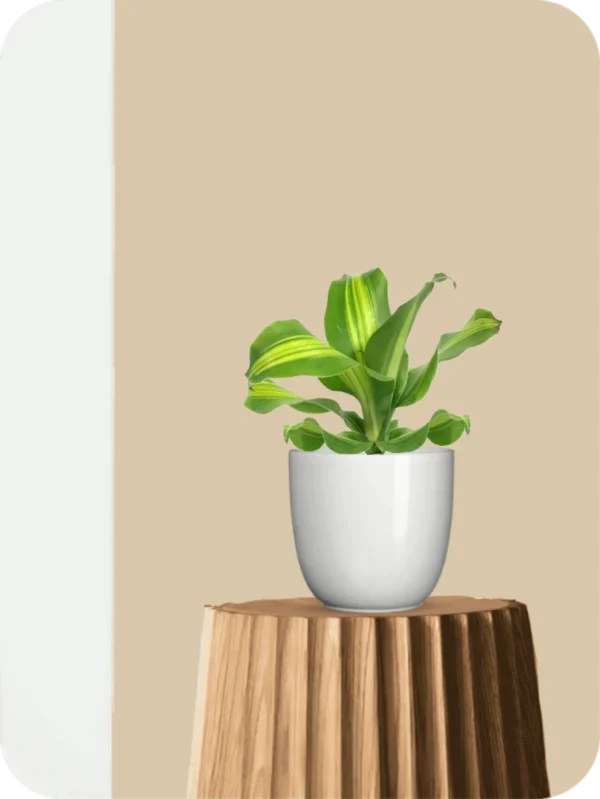 Dracaena Massangeana Giganta Plant