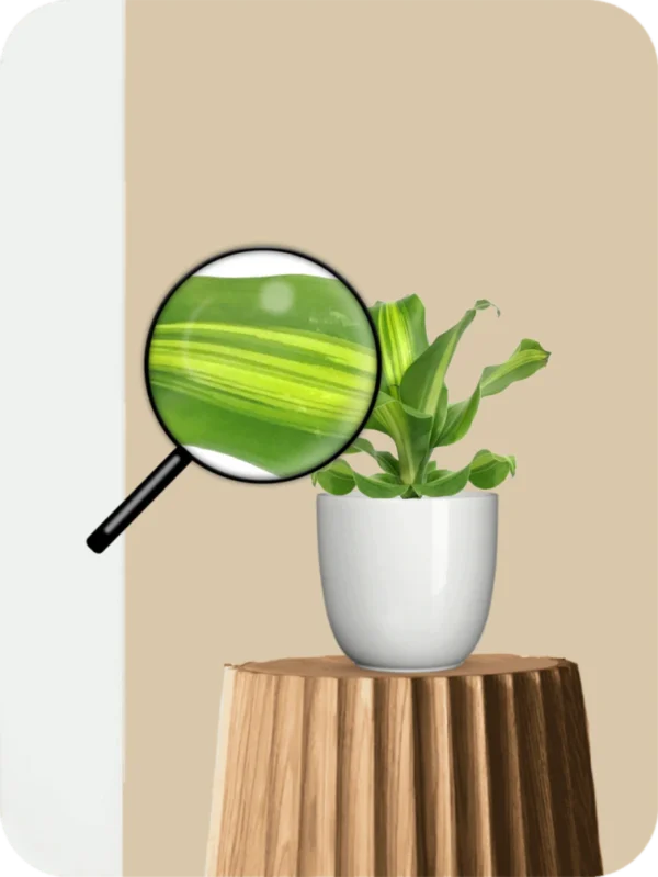 Dracaena Massangeana Giganta Plant - Image 3