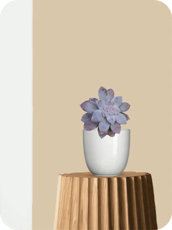 Graptopetalum Superbum Succulent