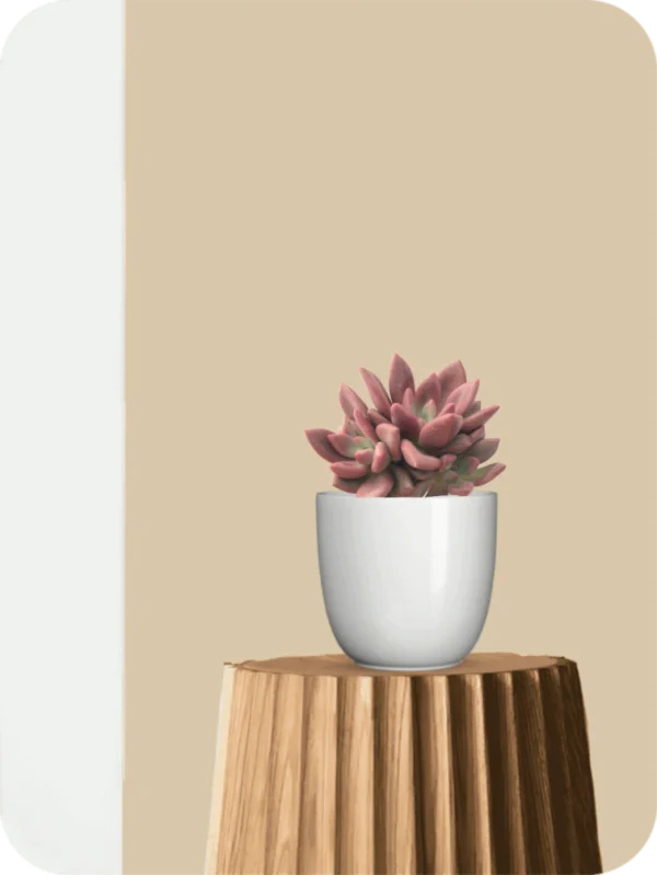Echeveria Cupid Succulent