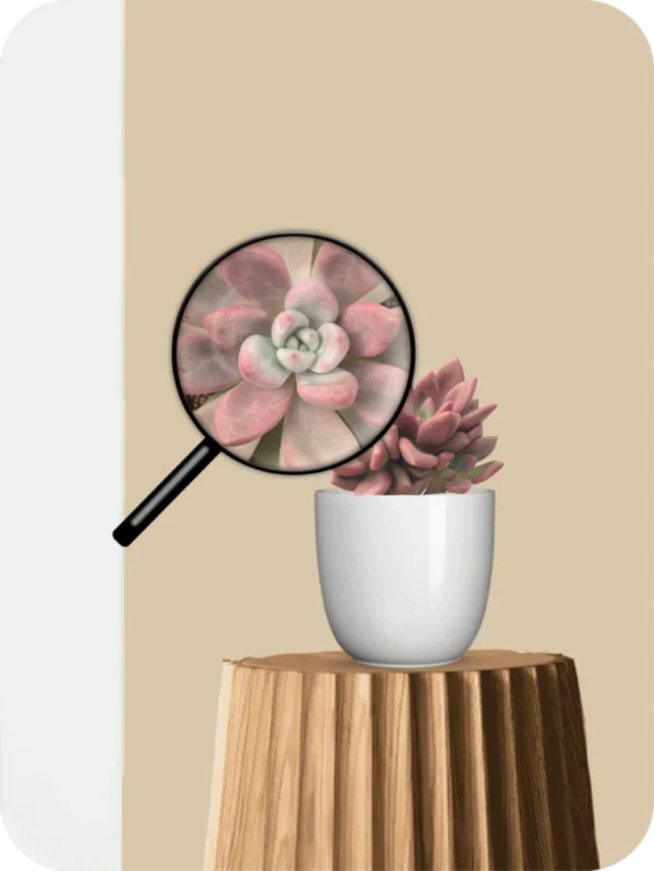 Echeveria Cupid Succulent - Image 3