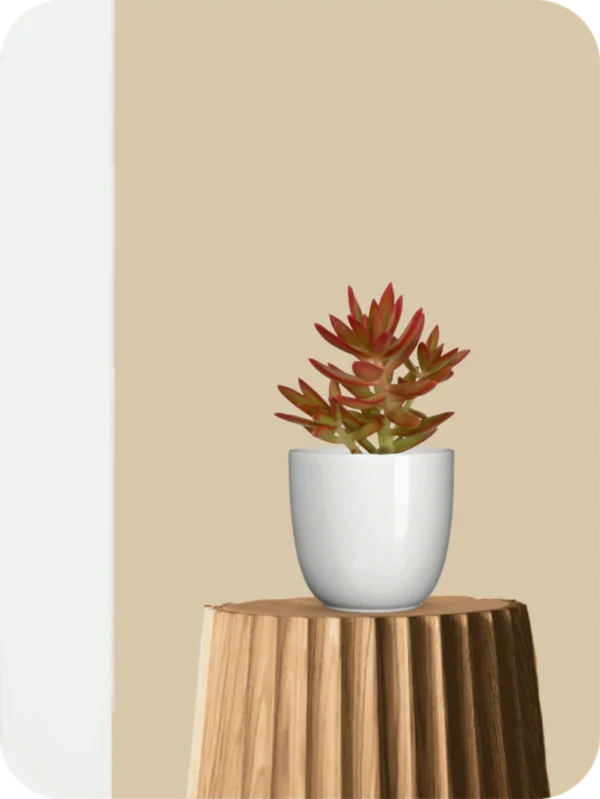 Graptosedum California Sunset Succulent