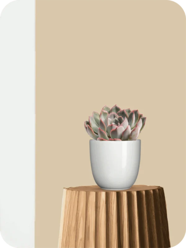 Nainileaf Echeveria Succulent