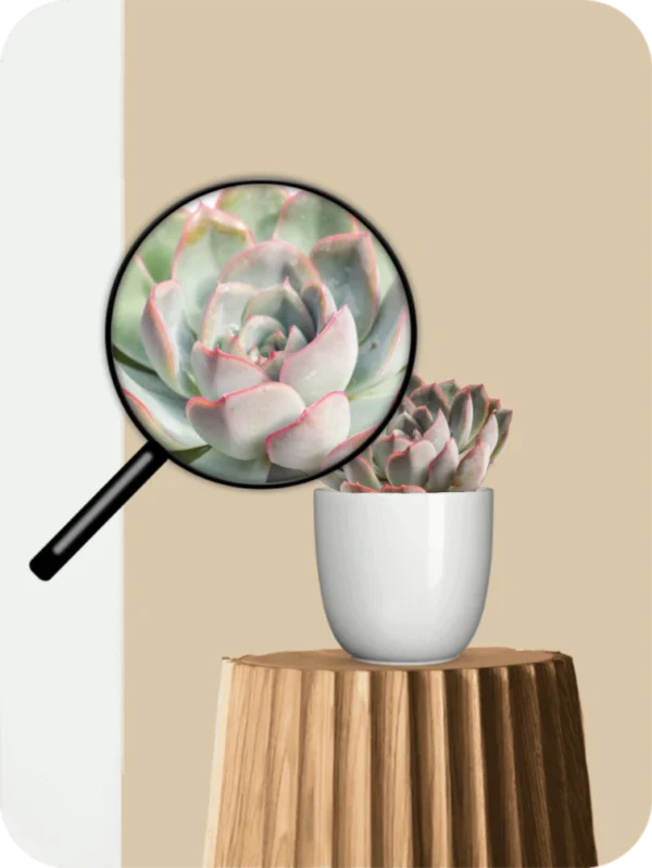 Nainileaf Echeveria Succulent - Image 3