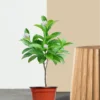 Double Chandni Plant