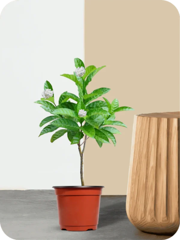 Double Chandni Plant
