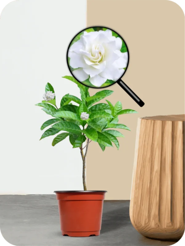 Double Chandni Plant - Image 3