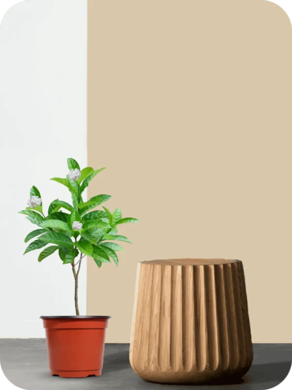 Double Chandni Plant - Image 2