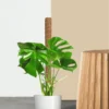 Monstera Deliciosa Plant with Moss Pole