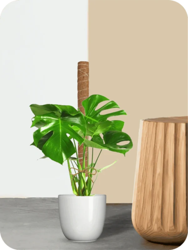 Monstera Deliciosa Plant with Moss Pole