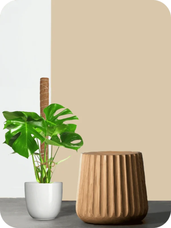 Monstera Deliciosa Plant with Moss Pole - Image 2