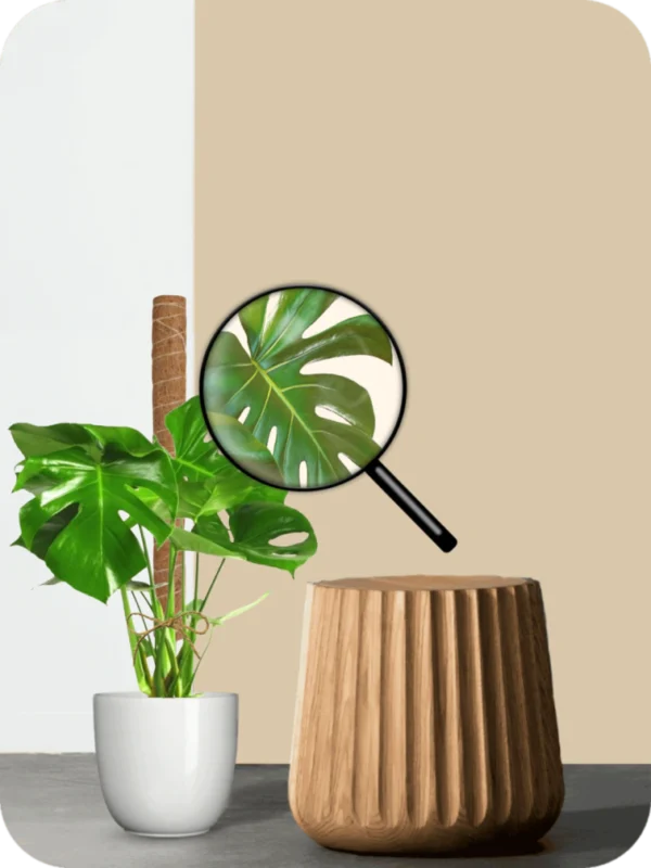 Monstera Deliciosa Plant with Moss Pole - Image 3