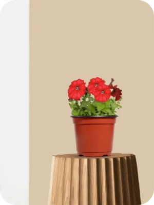 Home 23 Petunia Red Plant