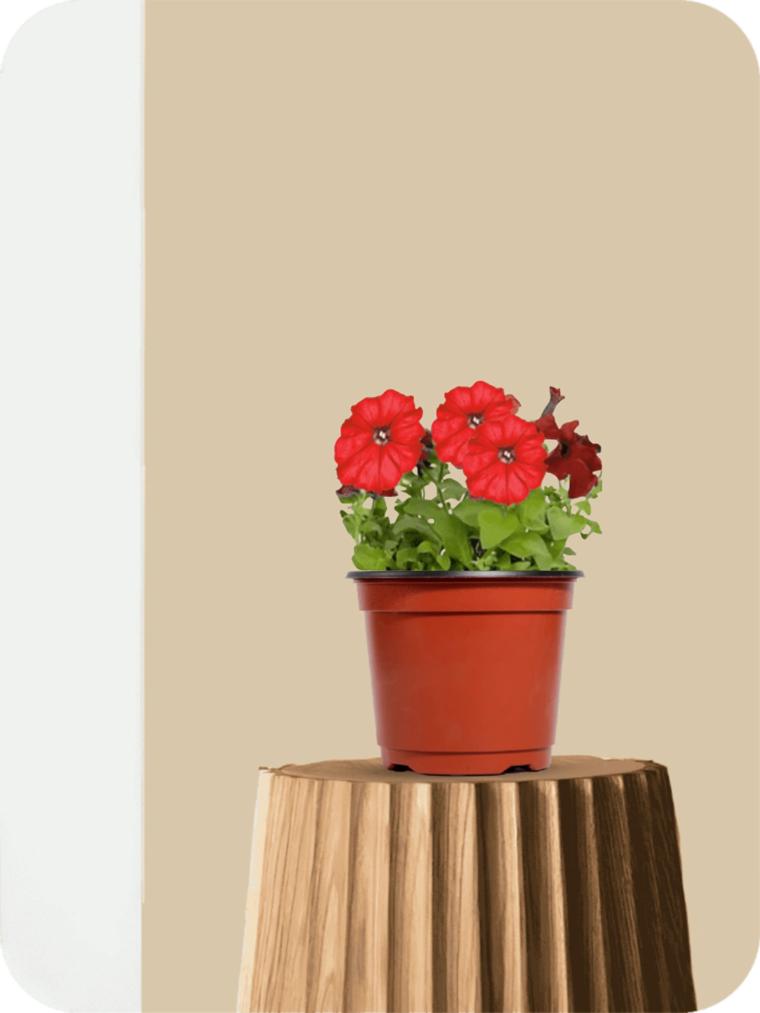 Petunia Red Plant 1 Petunia Red Plant