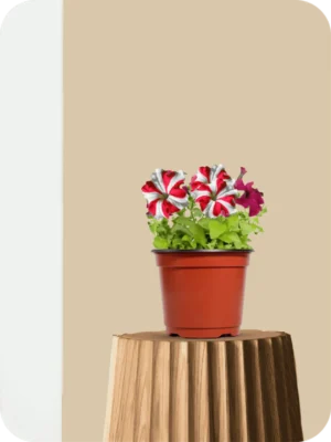 Home 22 Petunia White Red Plant