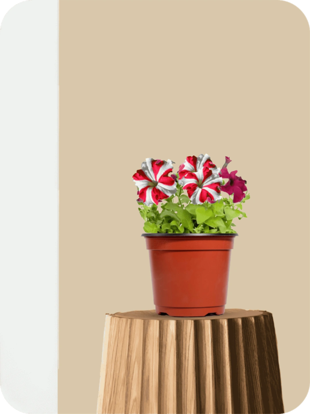 Petunia White Red Plant 1 Petunia White Red Plant