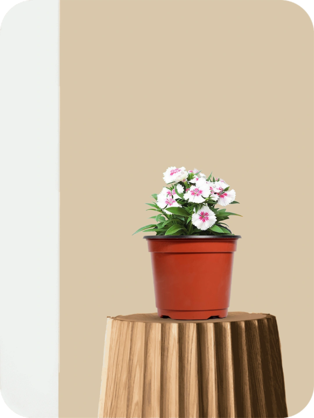 Dianthus Pink Plant 1 Dianthus Pink Plant