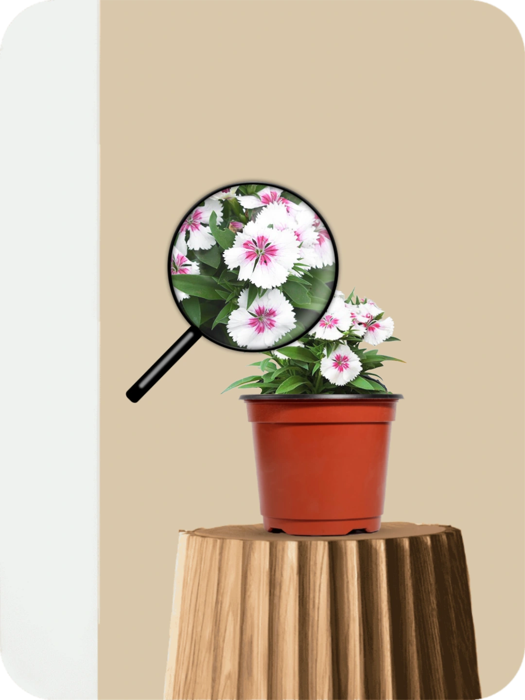 Dianthus Pink Plant 3 Dianthus Pink Plant - Image 3