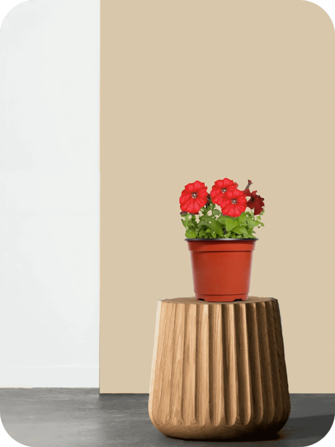 Petunia Red Plant 2 Petunia Red Plant - Image 2