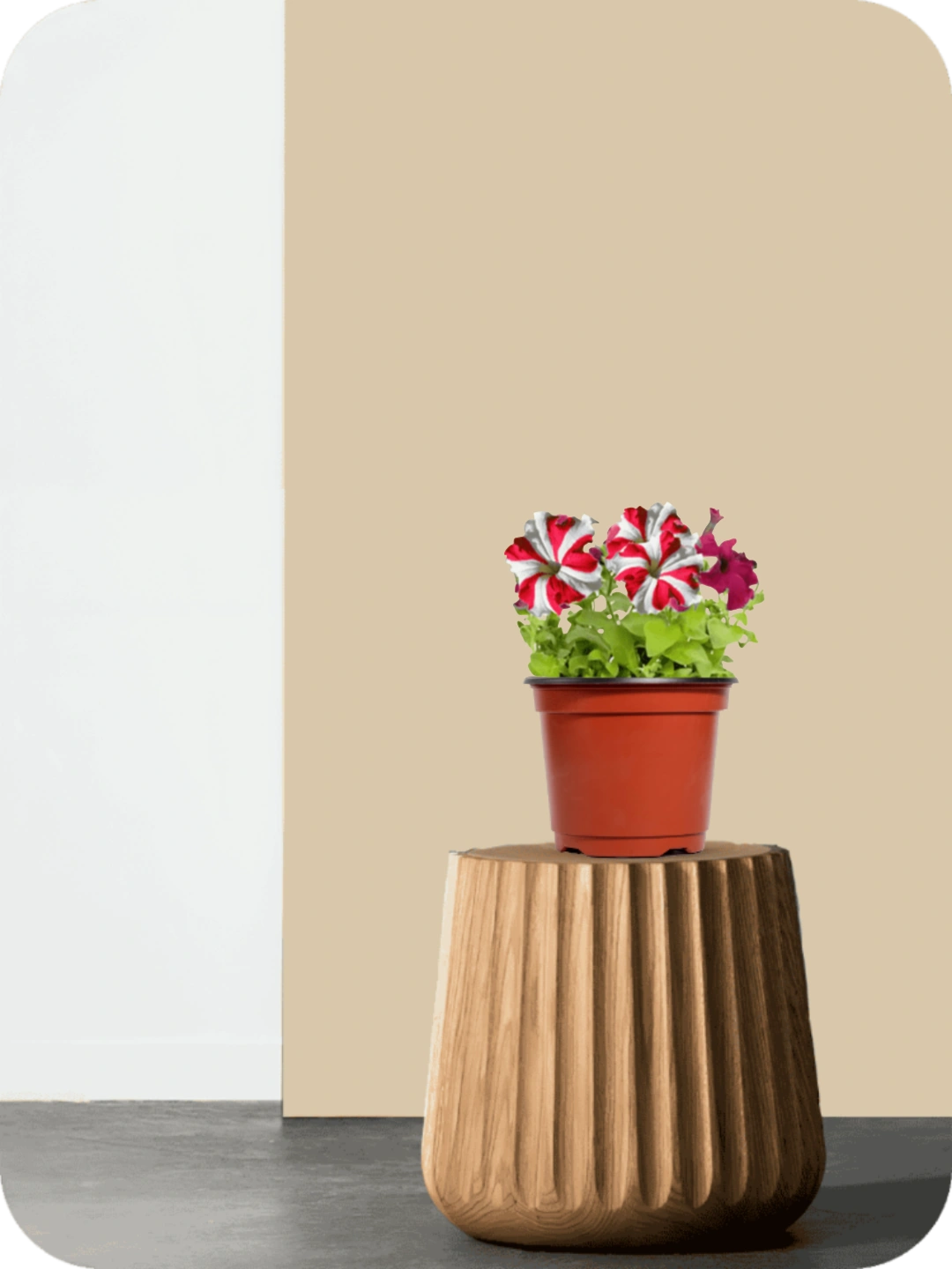 Petunia White Red Plant 2 Petunia White Red Plant - Image 2