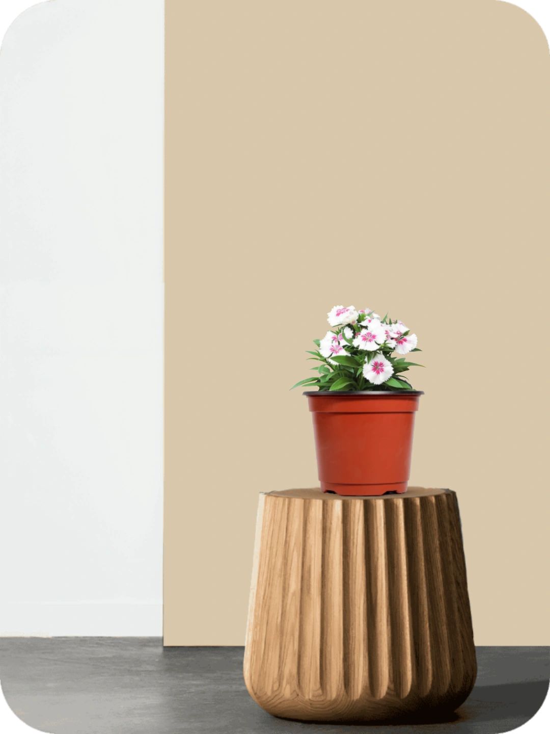 Dianthus Pink Plant 2 Dianthus Pink Plant - Image 2