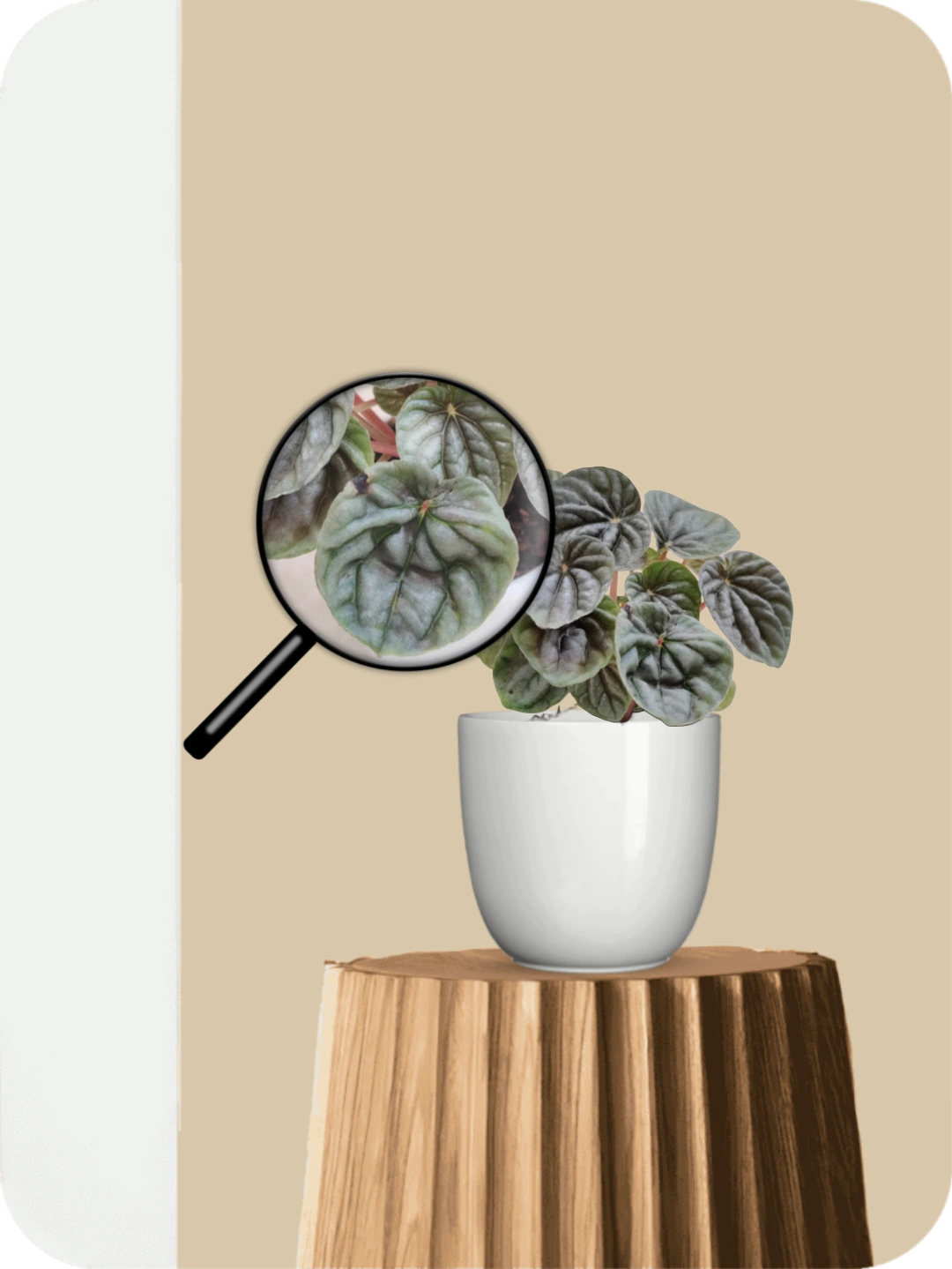 Peperomia Silver Ripple Plant 3 Peperomia Silver Ripple Plant - Image 3