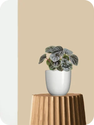 Peperomia Silver Ripple Plant