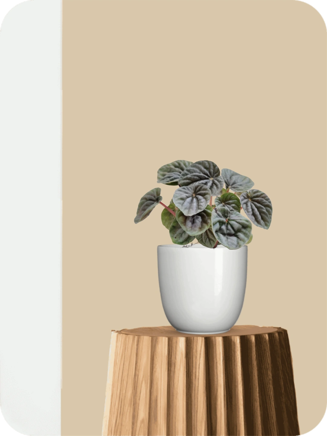 Peperomia Silver Ripple Plant 1 Peperomia Silver Ripple Plant