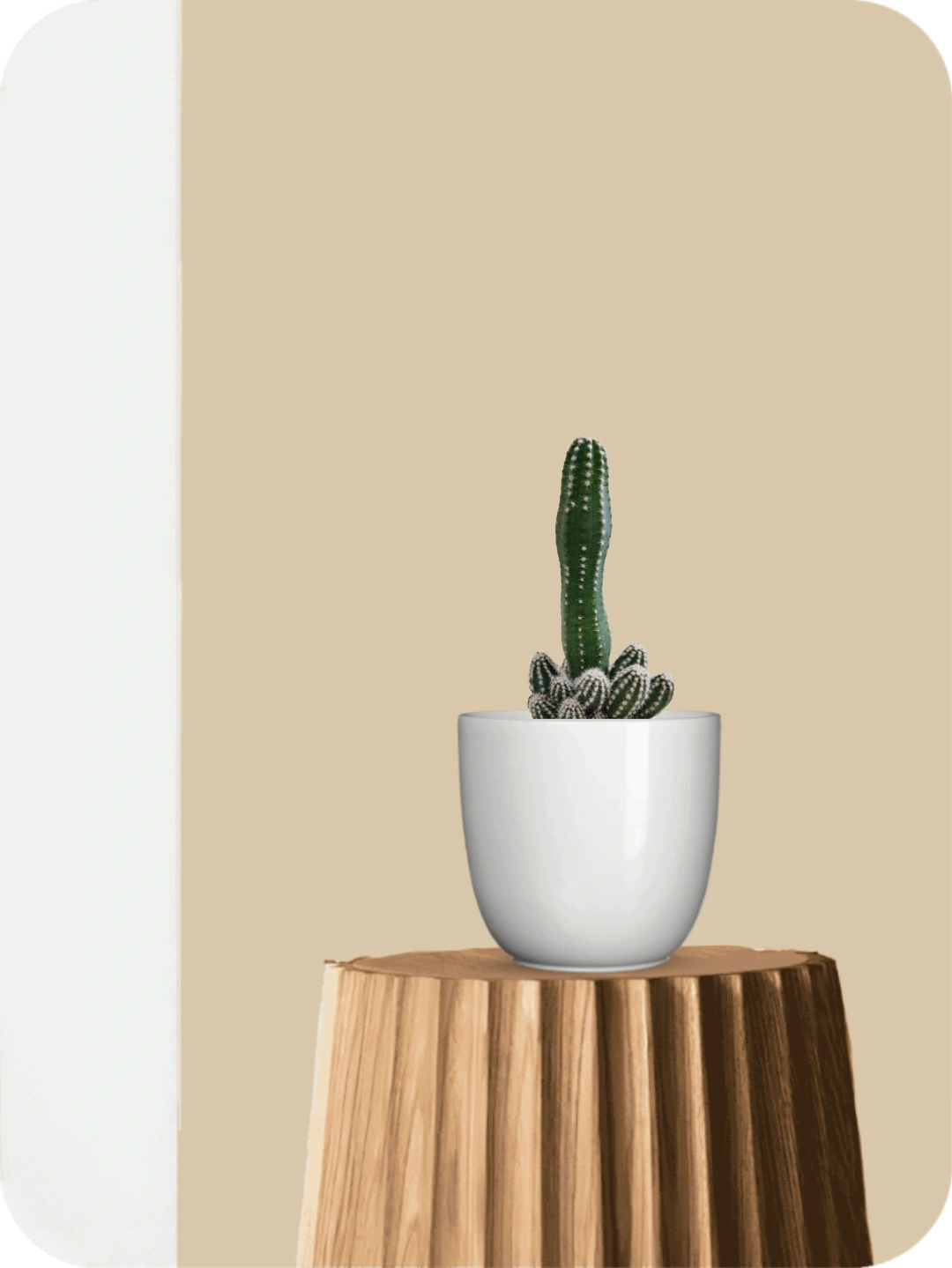 Castle Cactus 1 Castle Cactus