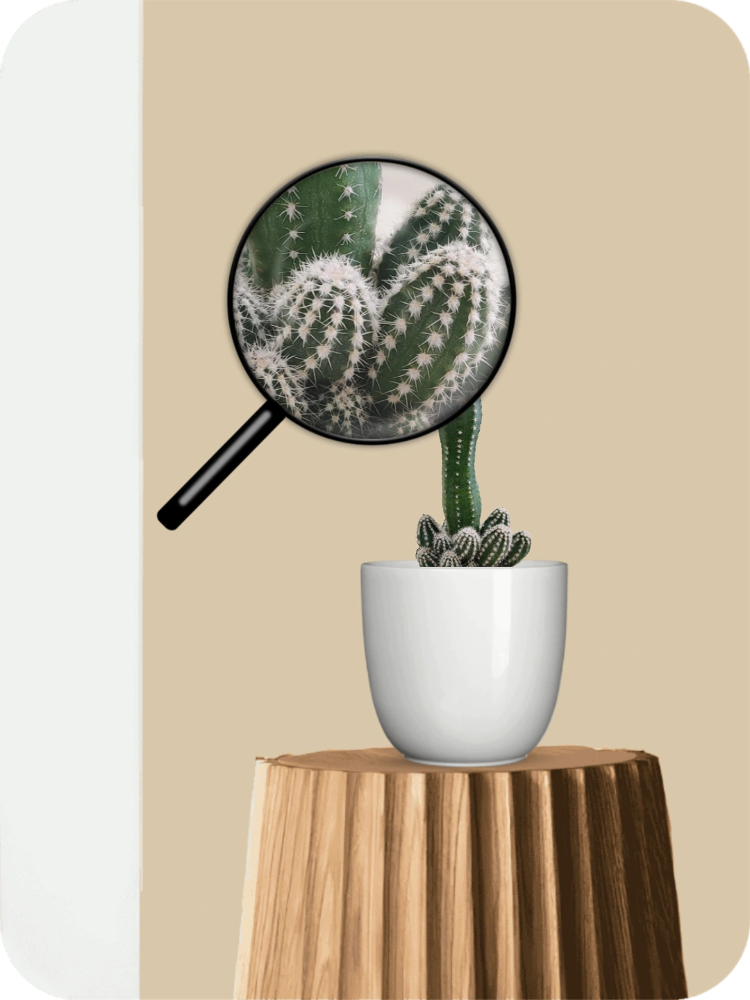 Castle Cactus 3 Castle Cactus - Image 3