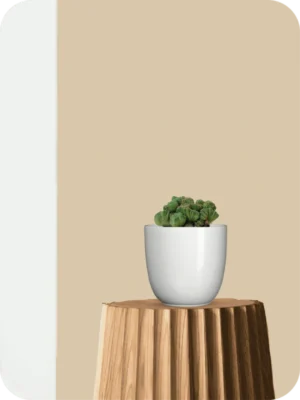 Cereus forbesii Cactus