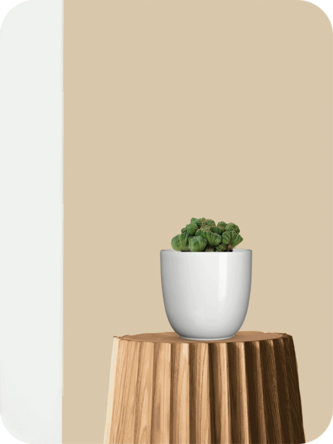 Cereus forbesii Cactus 1 Cereus forbesii Cactus