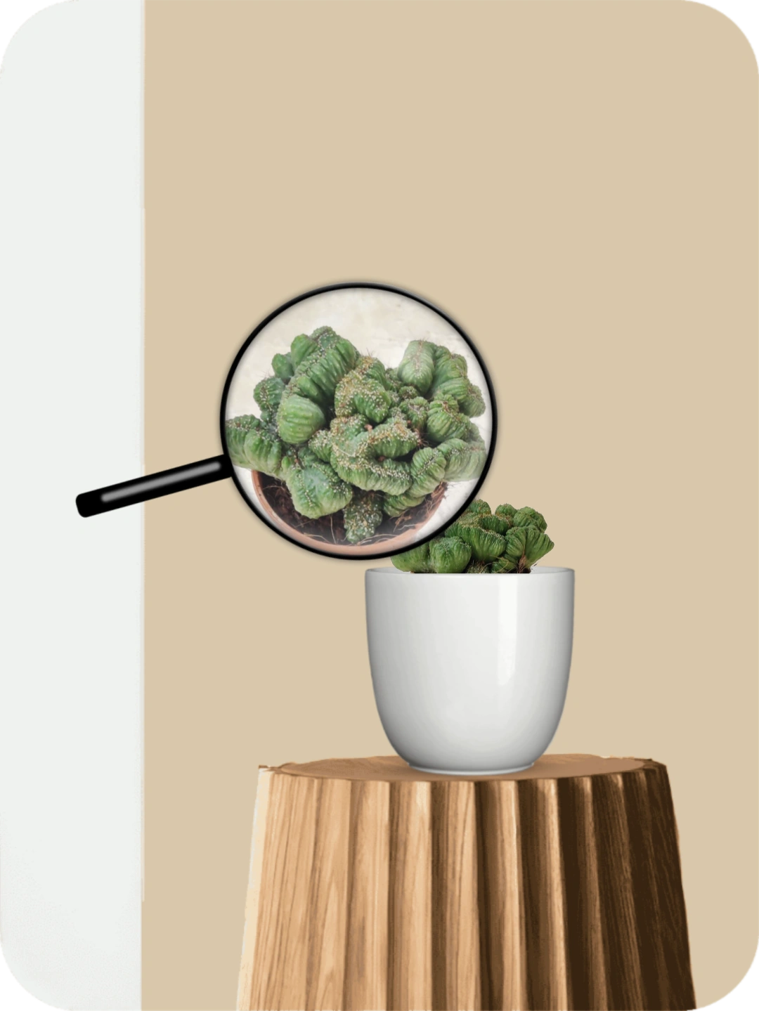 Cereus forbesii Cactus 3 Cereus forbesii Cactus - Image 3