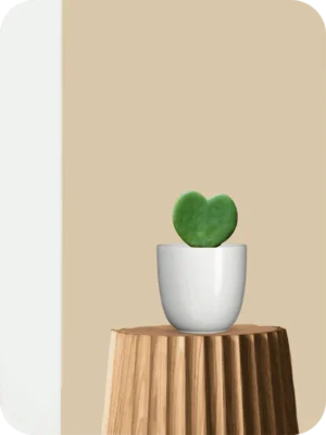 Hoya Heart Succulent