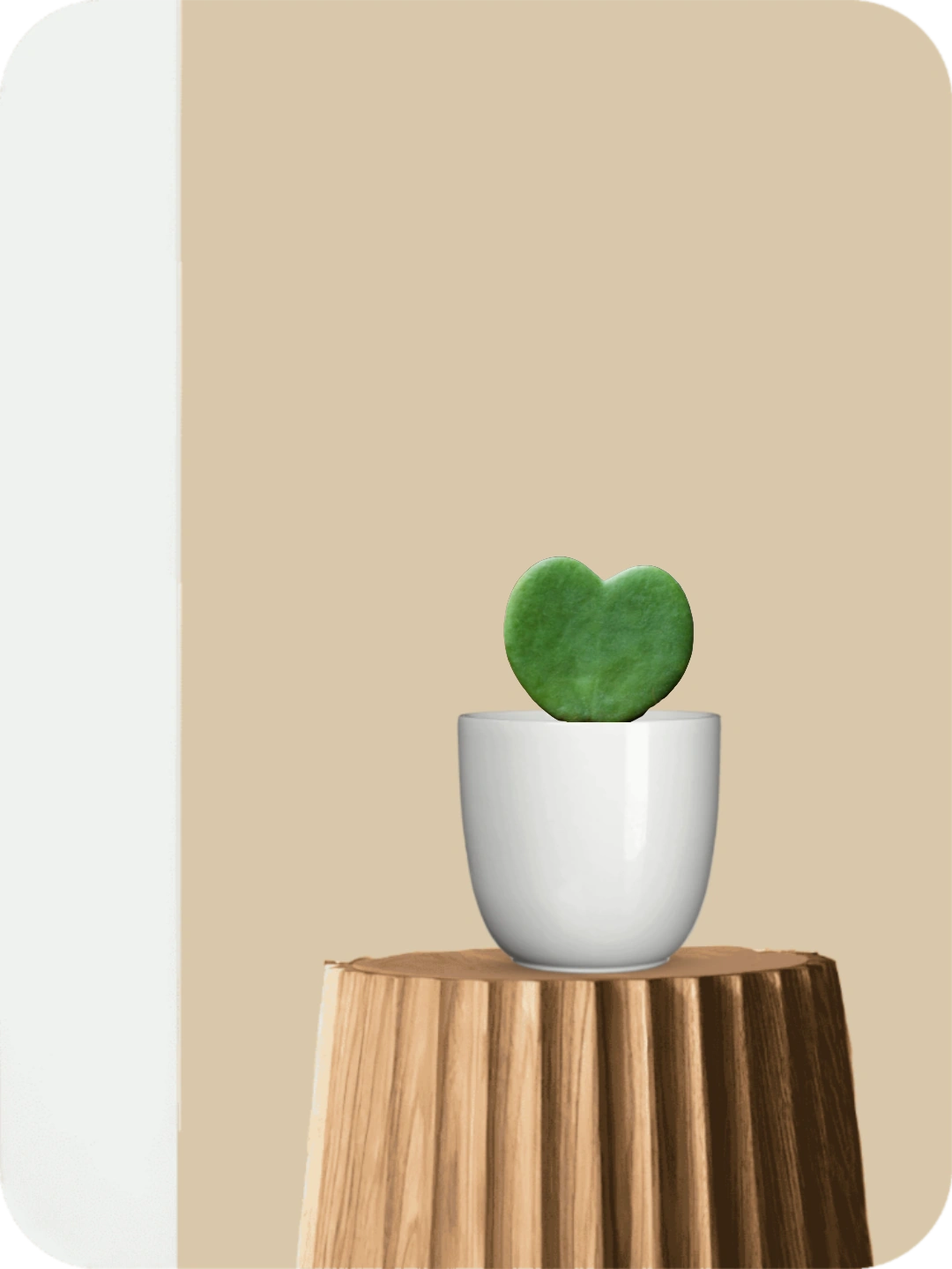 Hoya Heart Succulent 1 Hoya Heart Succulent