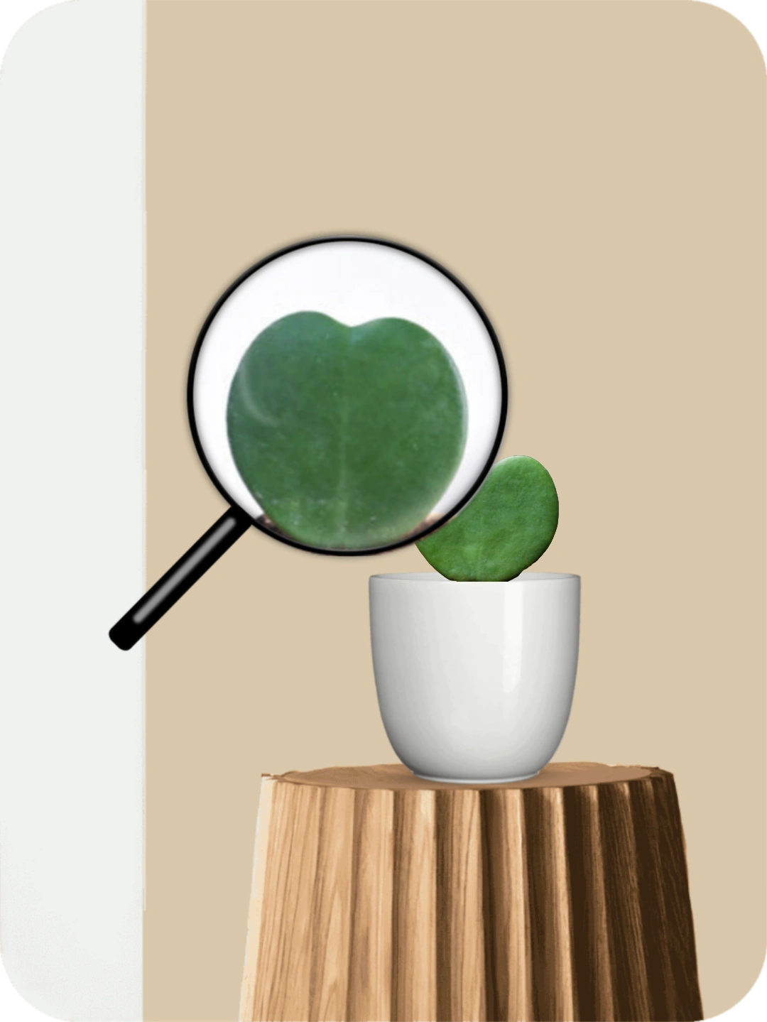 Hoya Heart Succulent 3 Hoya Heart Succulent - Image 3