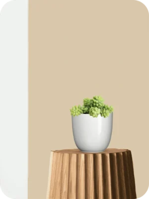 Burro's Tail Succulent