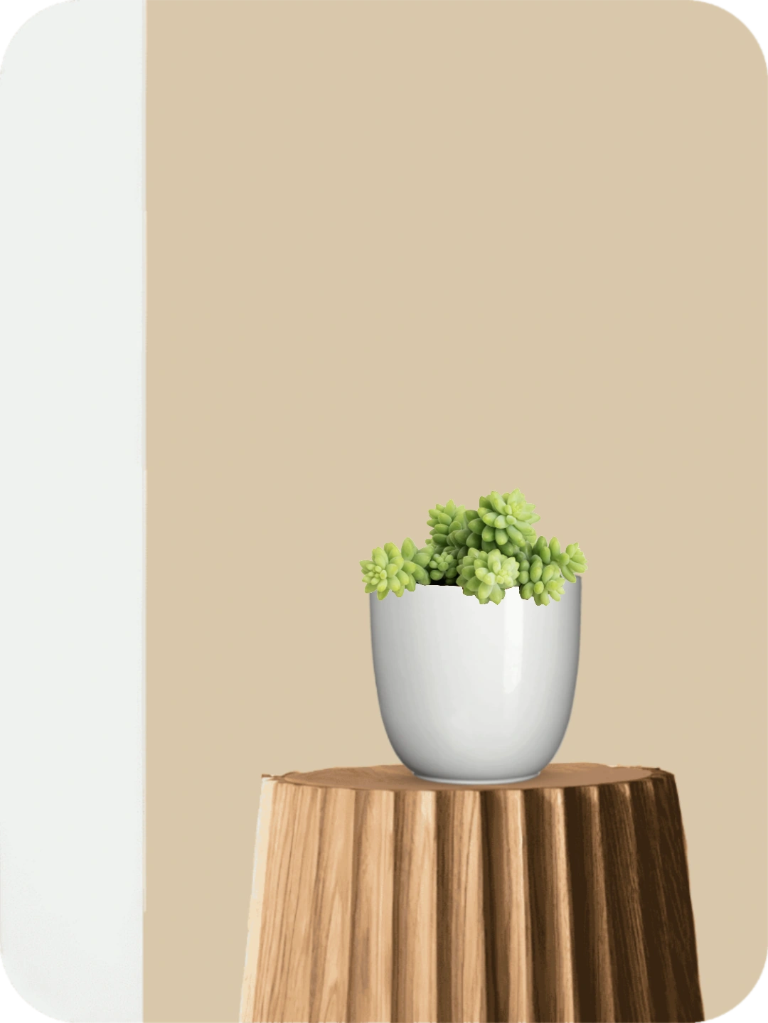 Burro's Tail Succulent 1 Burro's Tail Succulent