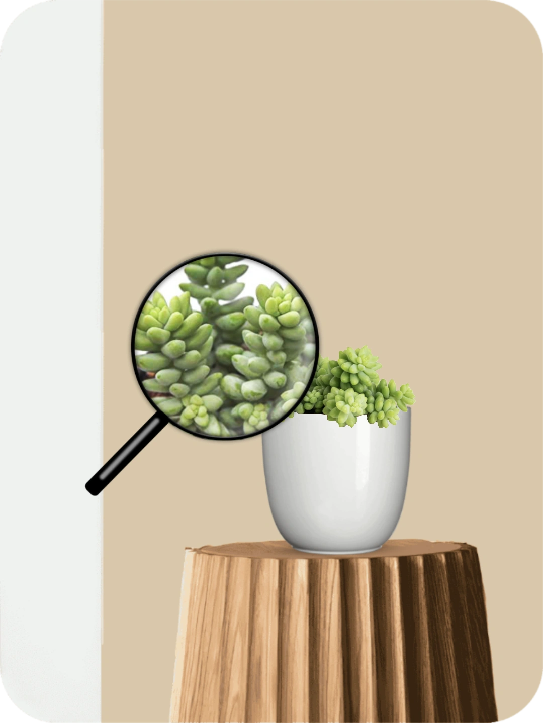 Burro's Tail Succulent 3 Burro's Tail Succulent - Image 3