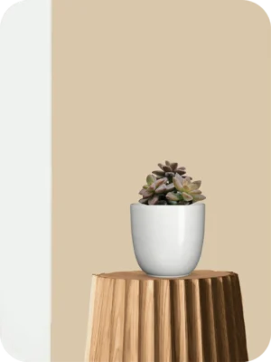 Echeveria Cupid Succulent