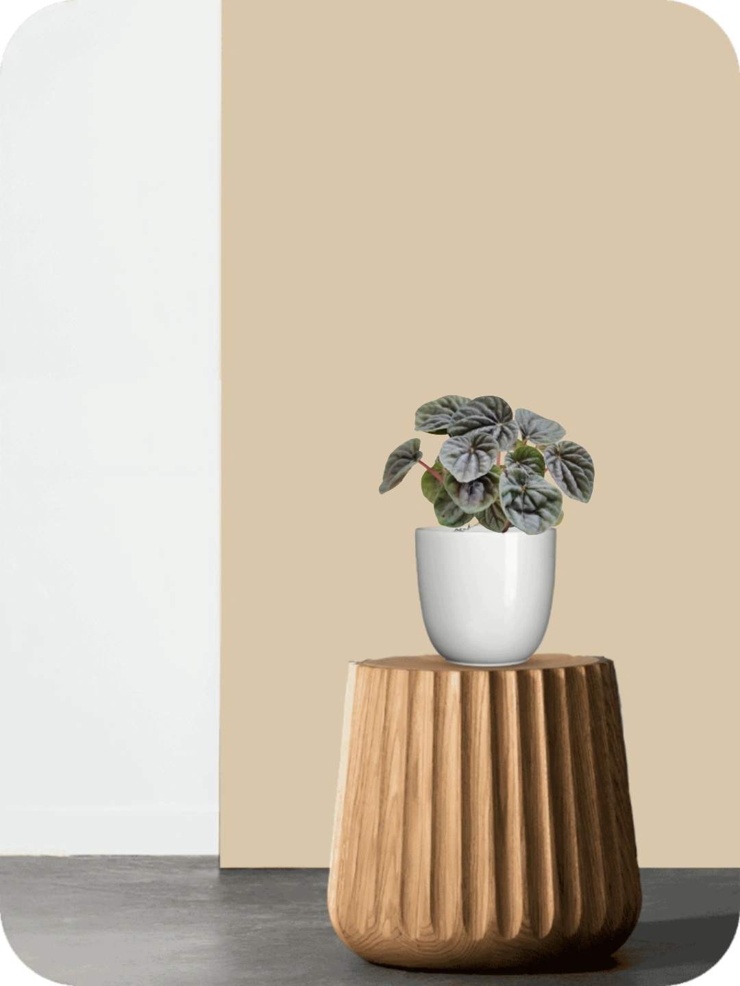 Peperomia Silver Ripple Plant 2 Peperomia Silver Ripple Plant - Image 2